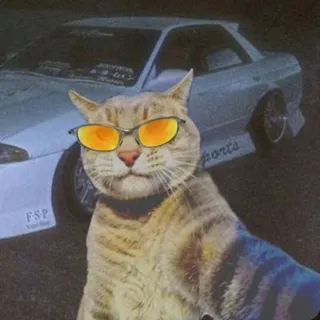 Jarret's avatar: a cat in orange sunglasses